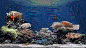 game pic for PicoBrother The Aquarium S60 3rd  S60 5th  Symbian^3